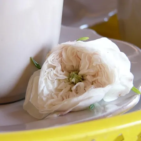 La Vigna تريفيزو