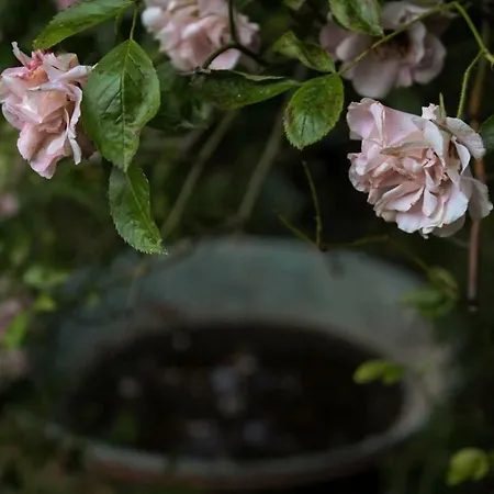 بيت للعطل La Vigna تريفيزو