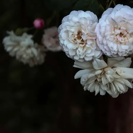 La Vigna Dom wakacyjny Treviso