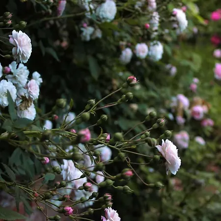 La Vigna Dom wakacyjny Treviso