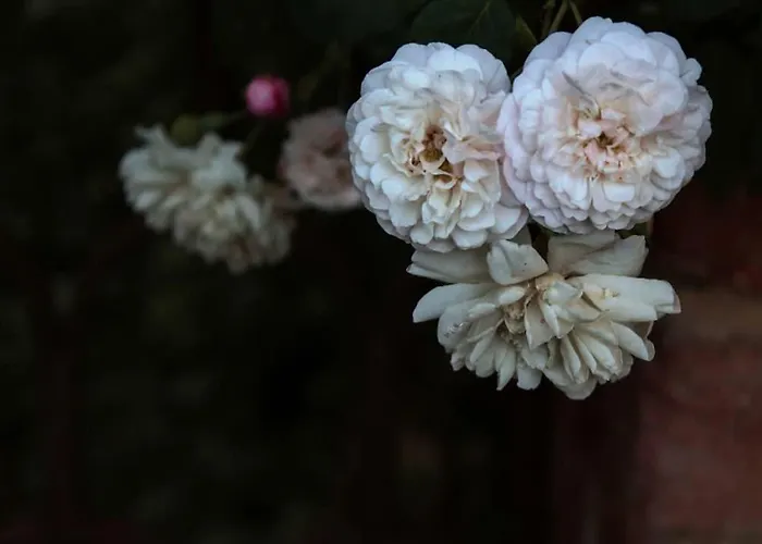 La Vigna Dom wakacyjny Treviso