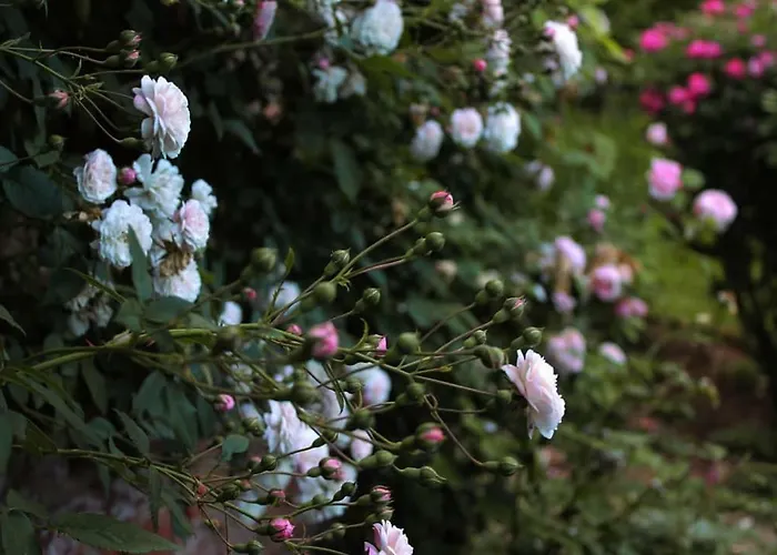 La Vigna Dom wakacyjny Treviso