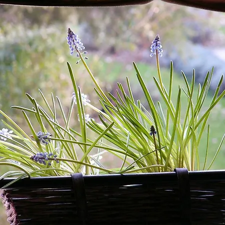 度假居 La Vigna *